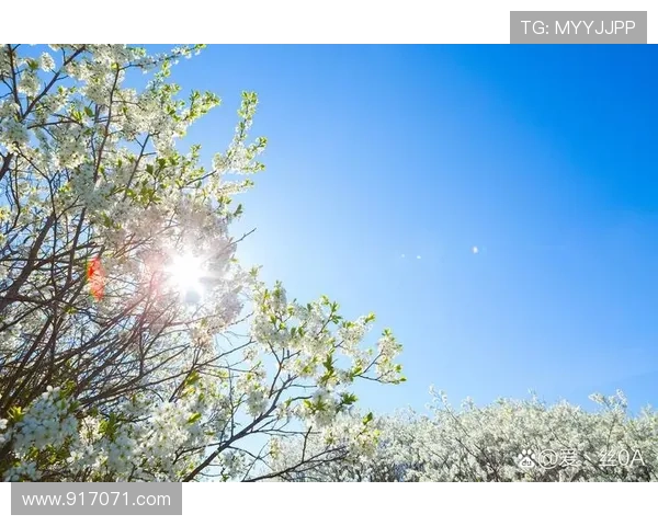 心情好的日子：解锁生活中的点滴美好